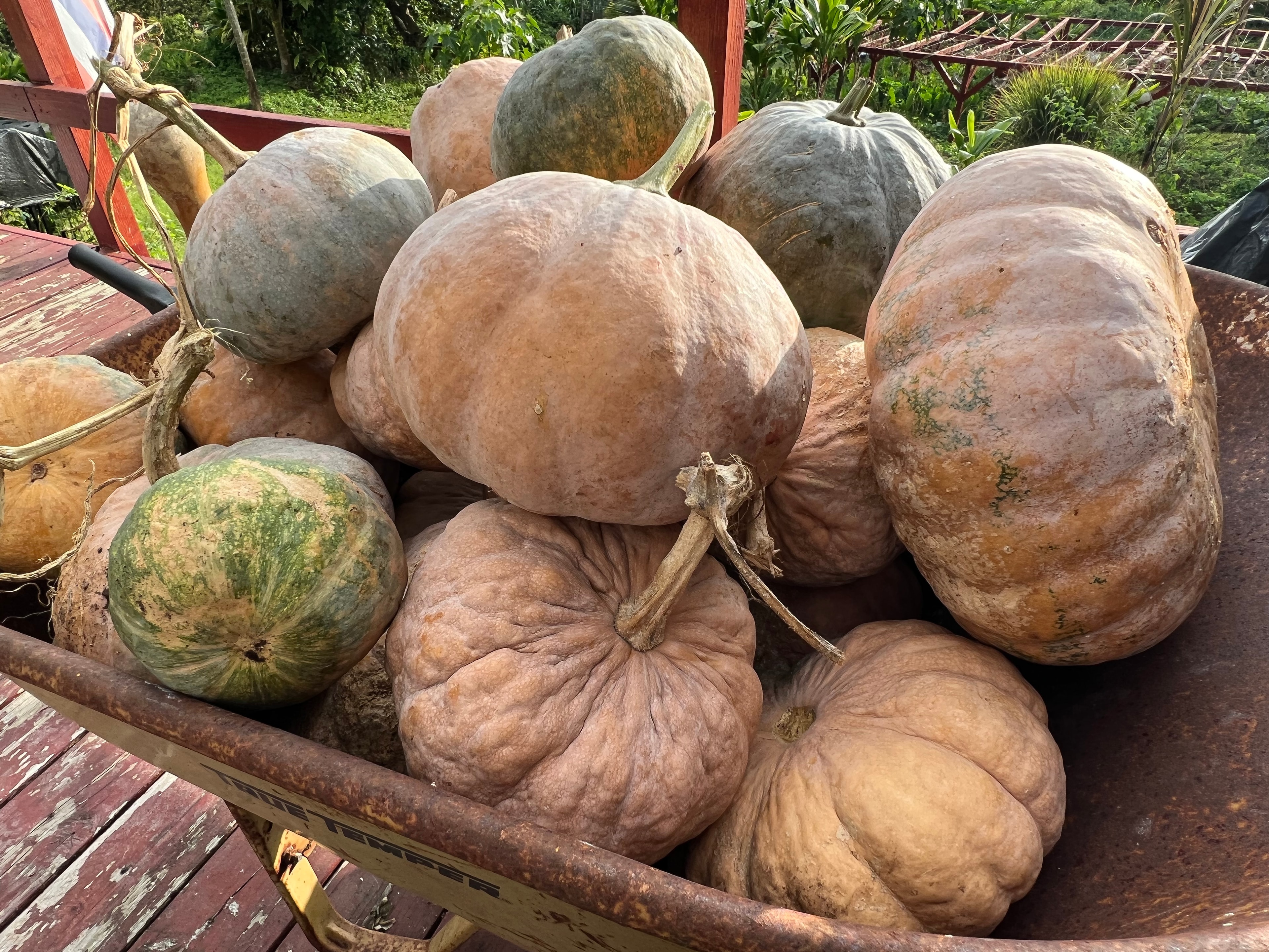 We like to grow pumpkin, also known as palaʻai.