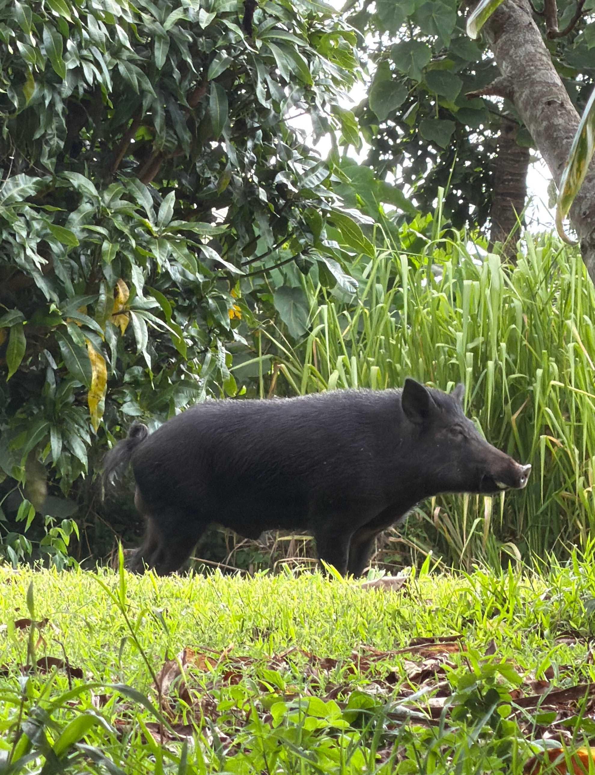 A black Hawaiian pig walking through the lush orchard at the Keauhou farm