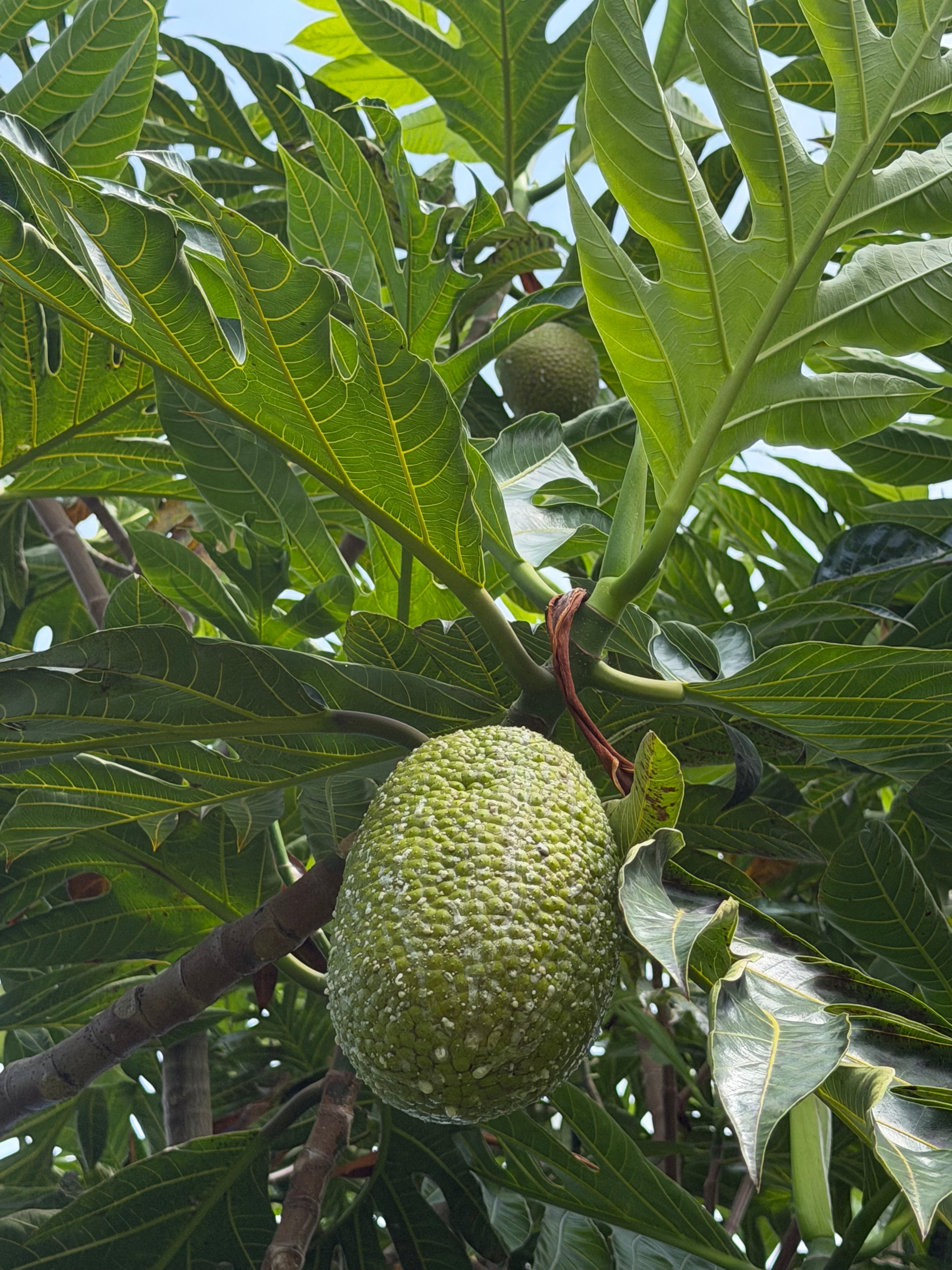 ʻUlu Maoli, Hawaiian breadfruit, hanging from the tree at the Keauhou farm