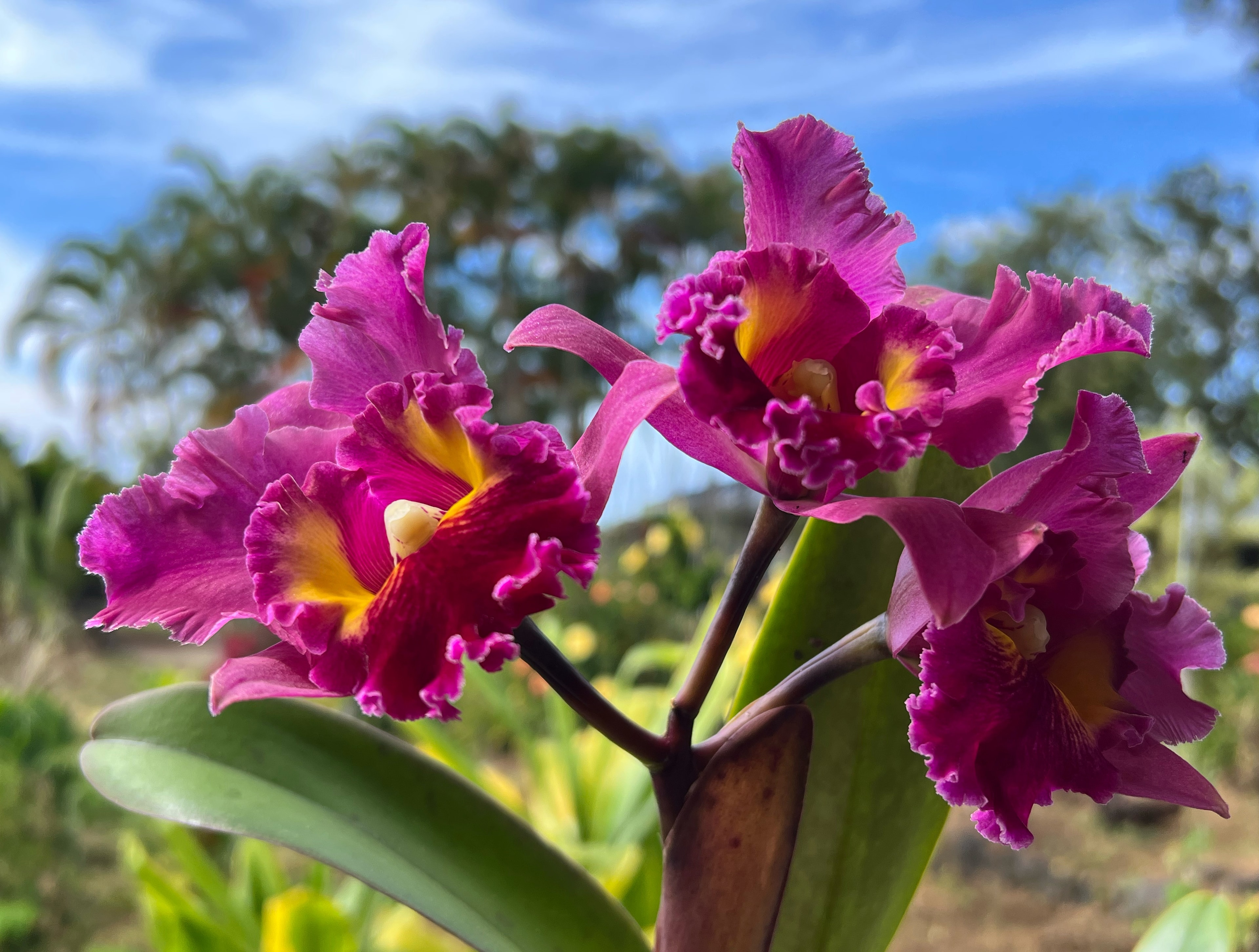 Rhyncholaeliocattleya Kalim Smith's Kahelelani 'Volcano Queen' — cluster of magenta blooms outdoors in Keauhou, Hawaiʻi