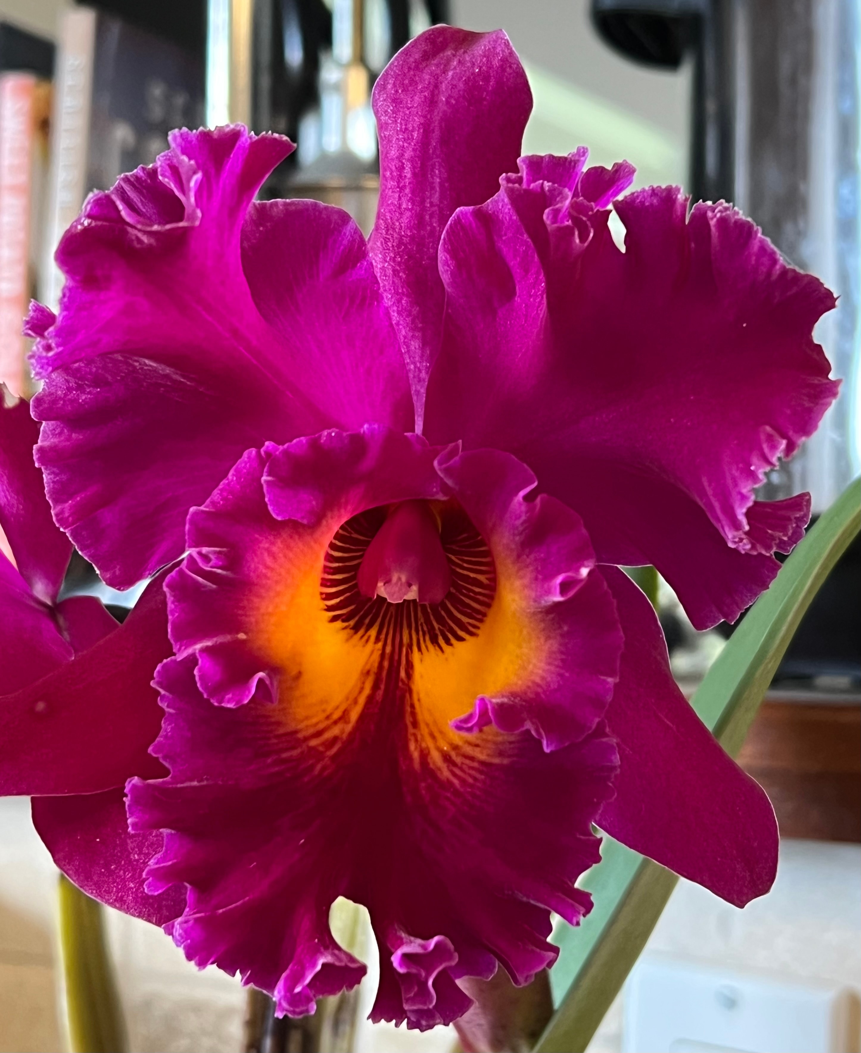 Rhyncholaeliocattleya Kalim Smith's Kahelelani 'Volcano Queen' — close-up of single magenta bloom with golden center