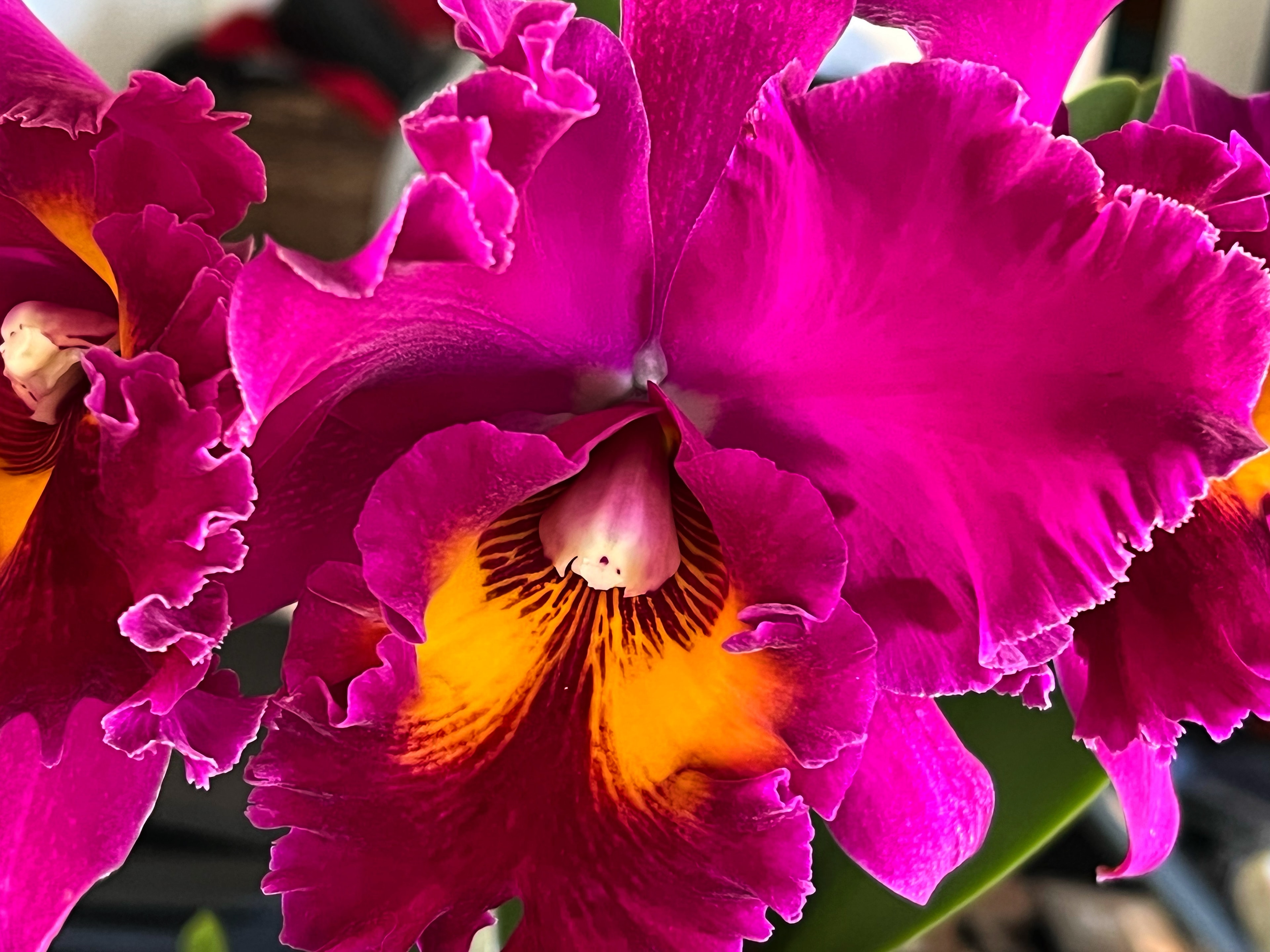 Rhyncholaeliocattleya Kalim Smith's Kahelelani 'Volcano Queen' — dramatic close-up of deep magenta bloom with rich orange-gold center