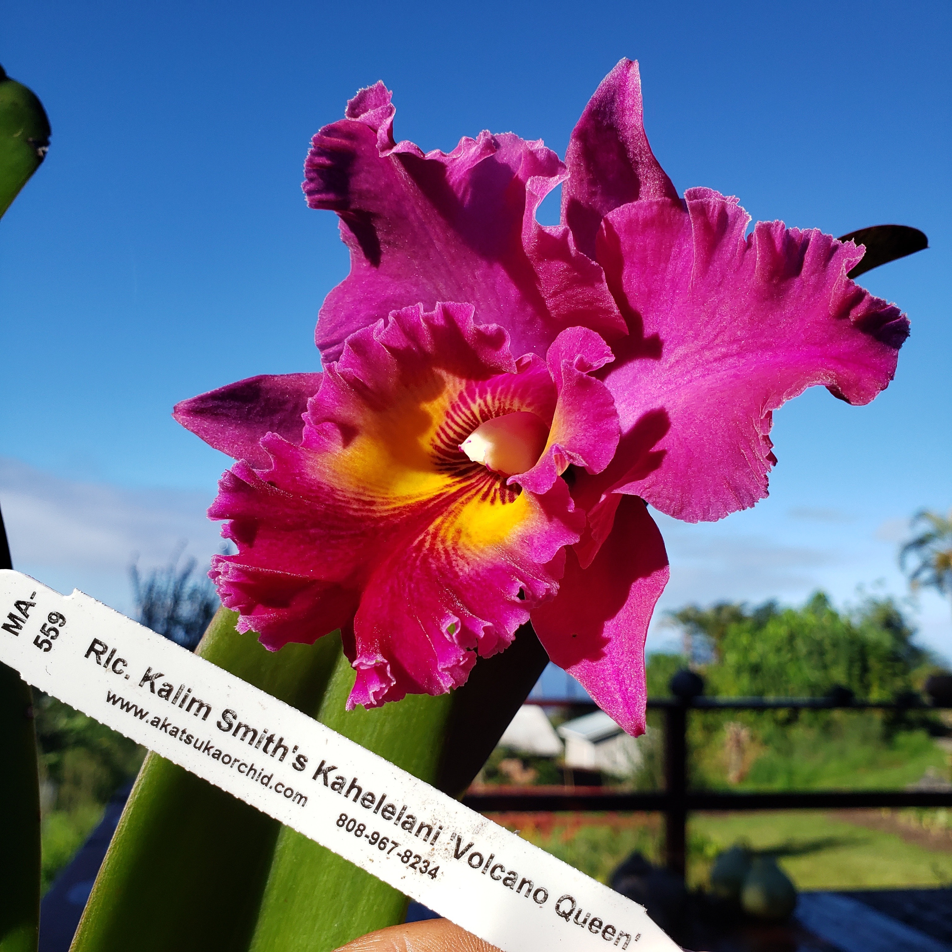 Rhyncholaeliocattleya Kalim Smith's Kahelelani 'Volcano Queen' — single bloom held against blue sky with Akatsuka Orchid Gardens nursery tag