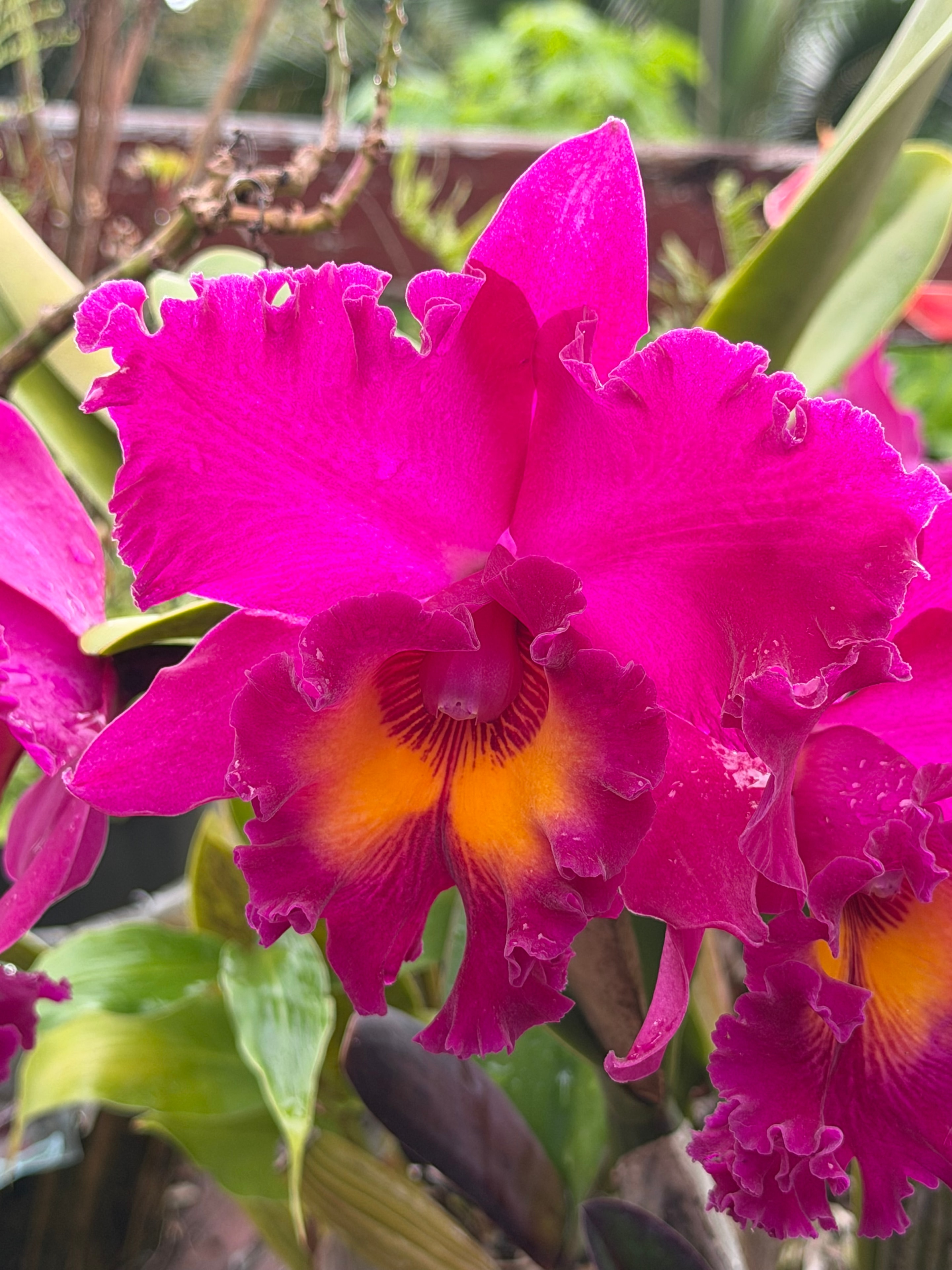 Rhyncholaeliocattleya Kalim Smith's Kahelelani 'Volcano Queen' — vivid magenta bloom with deep orange center surrounded by tropical foliage
